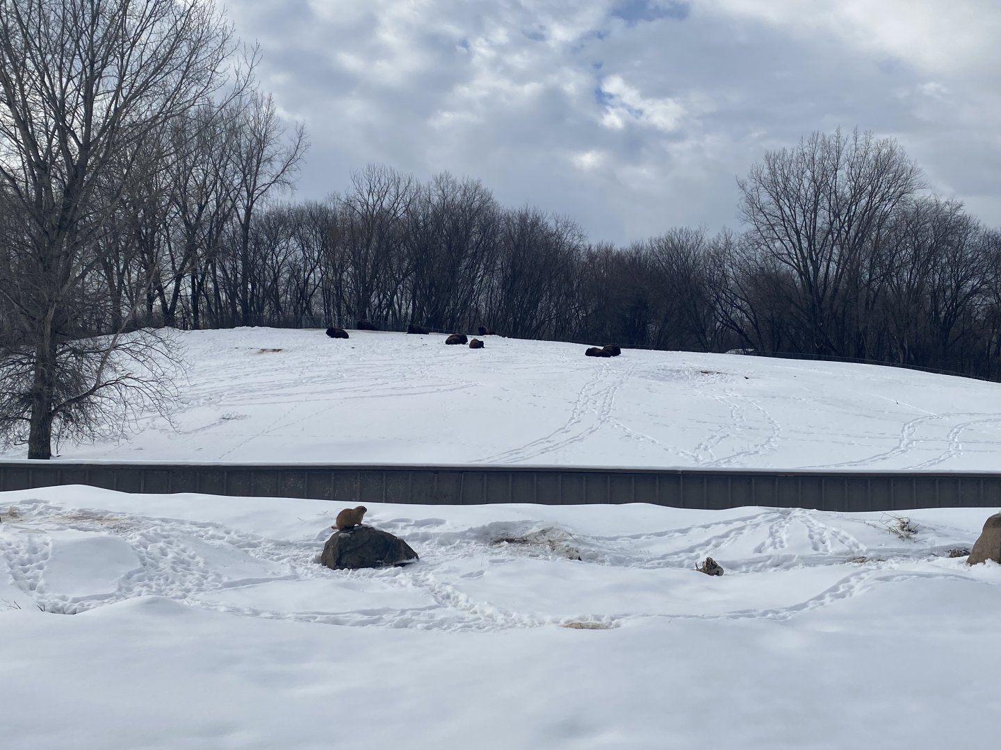 Northern Trail - Prairie Dog + American Plains Bison Exhibits