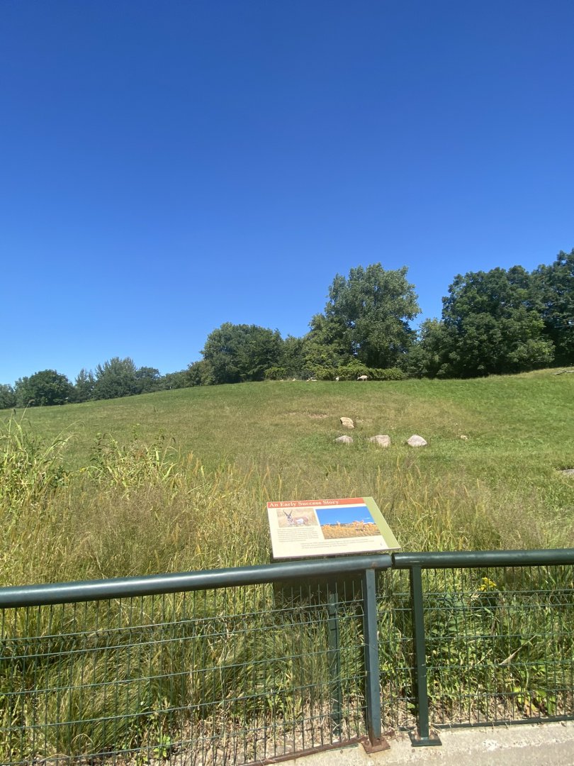 Northern trail- pronghorn exhibit