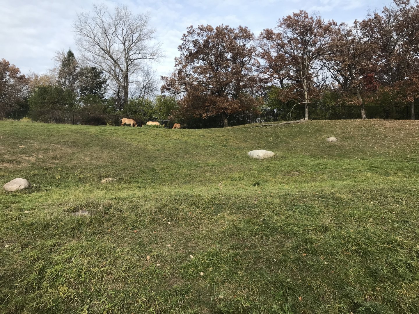 Northern Trail - Pronghorn Exhibit