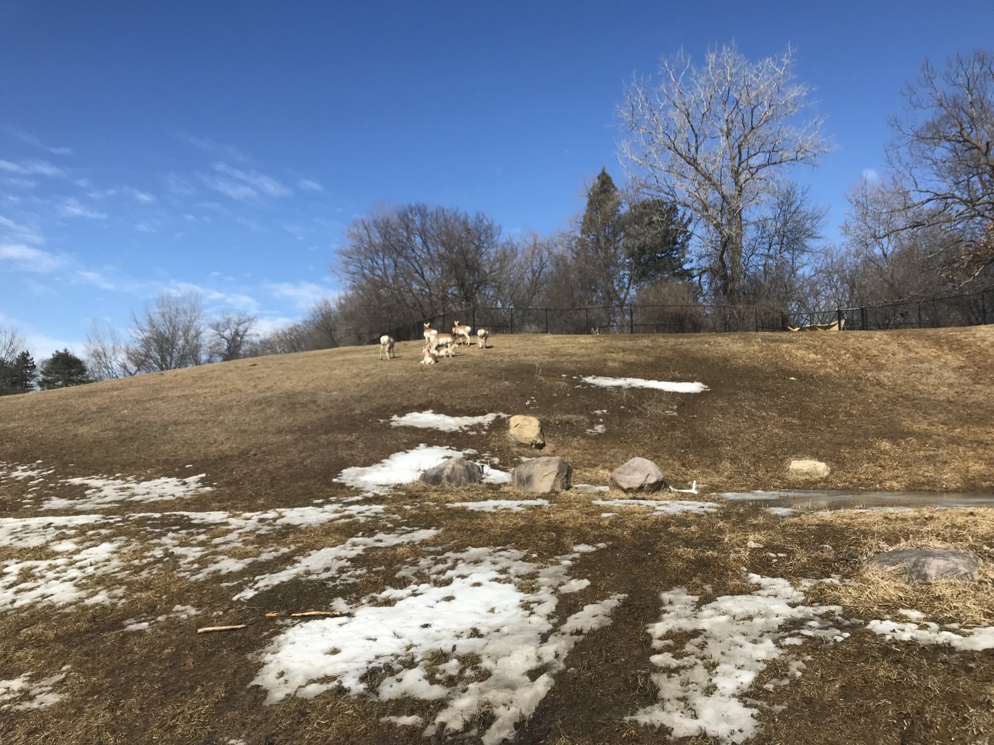 Northern Trail - Pronghorn Exhibit