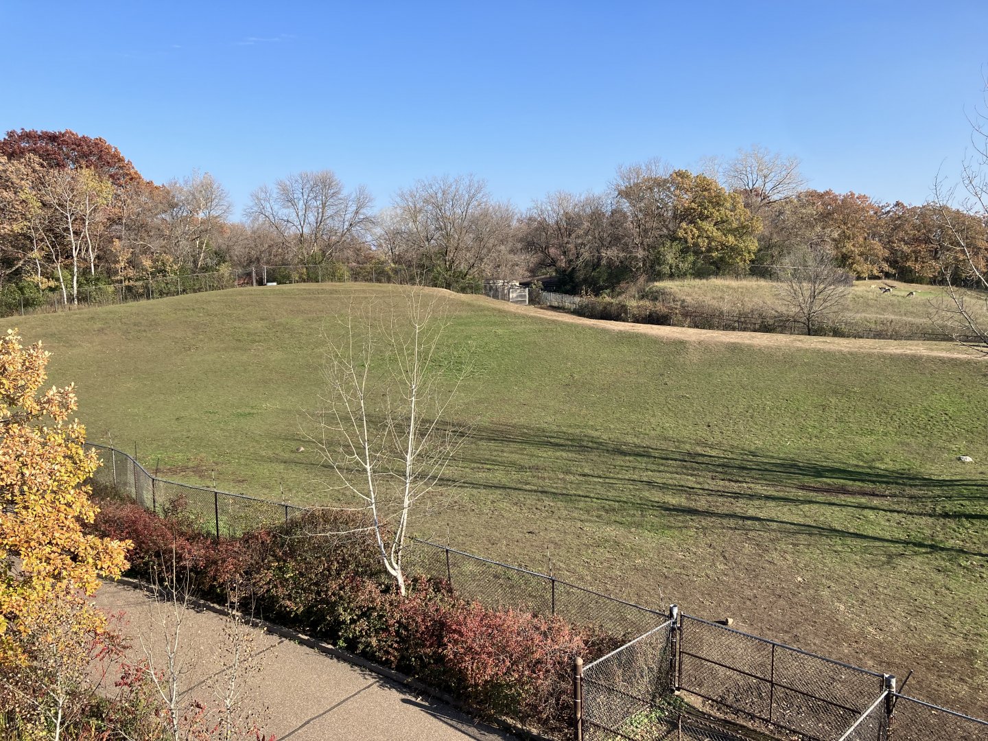 Northern Trail - Przewalski’s Horse/Bactrian Camel Exhibit