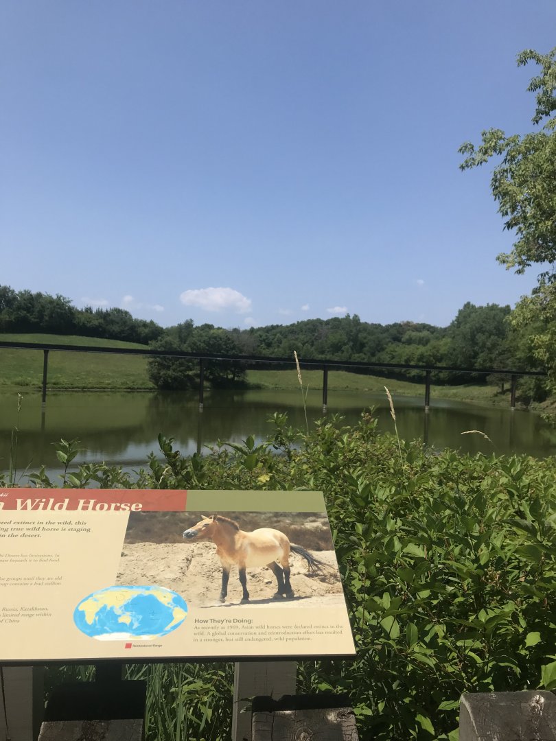 Northern trail- Przewalski’s horse exhibit #2 (former musk ox exhibit)