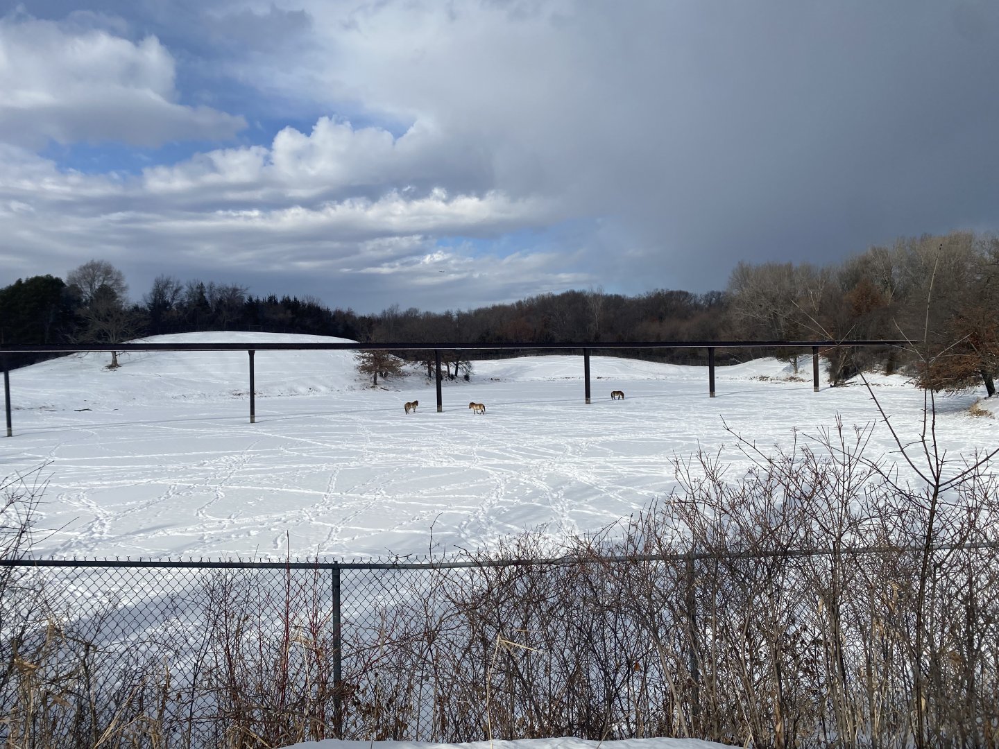 Northern Trail - Przewalski’s Horse Exhibit (Former Musk Oxen Exhibit)