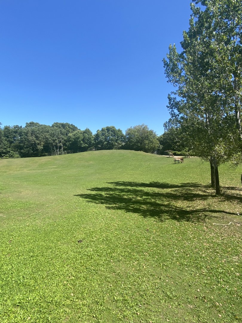 Northern trail- Przewalski’s horse exhibit