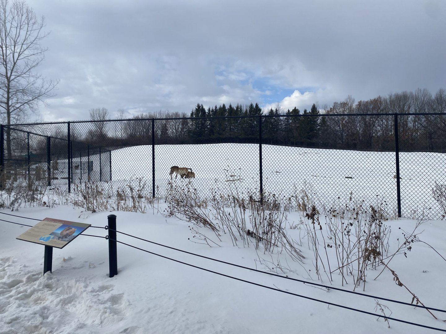 Northern Trail - Przewalski’s Horse Exhibit