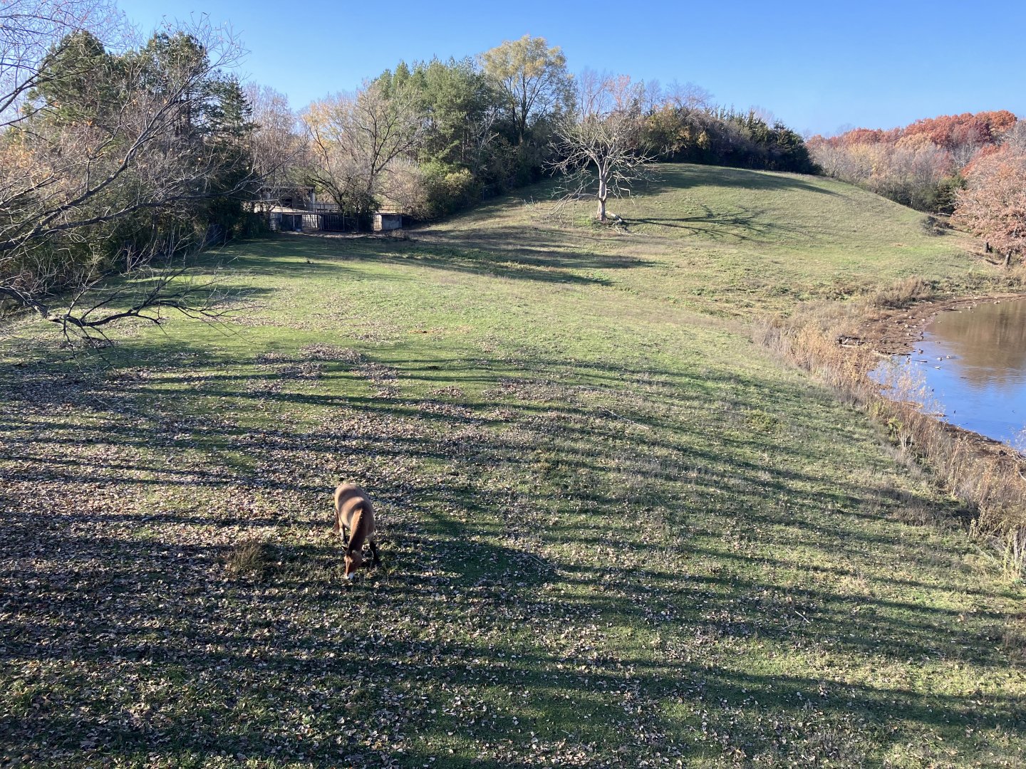 Northern Trail - Przewalski’s Horse Exhibit