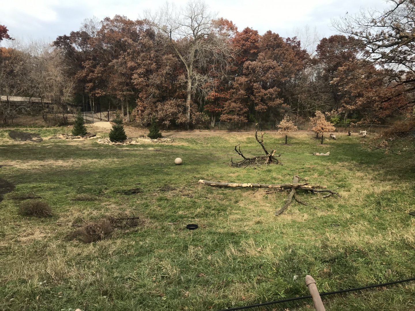 Northern Trail - Renovated Woodland Caribou Exhibit