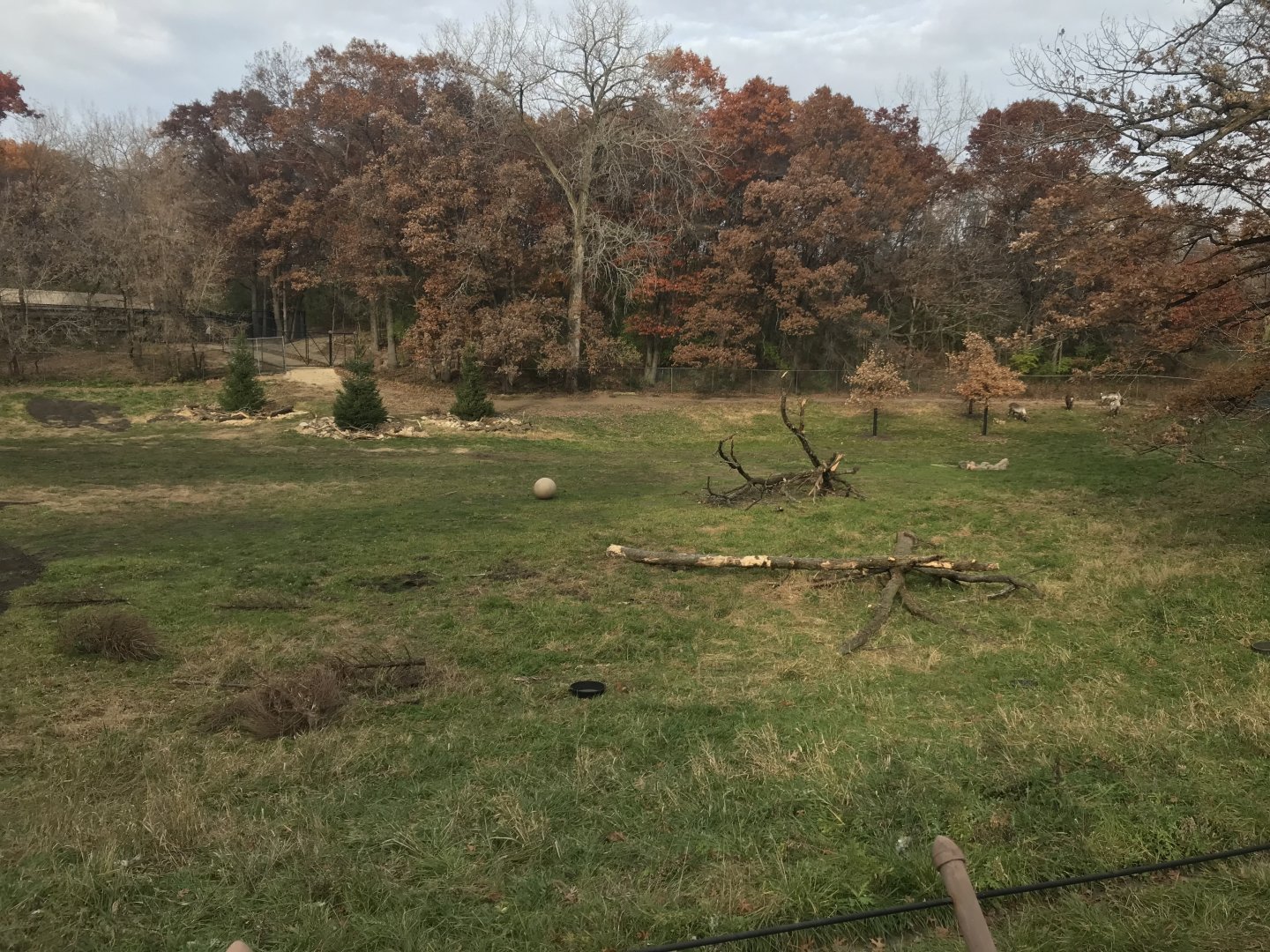 Northern Trail - Renovated Woodland Caribou Exhibit