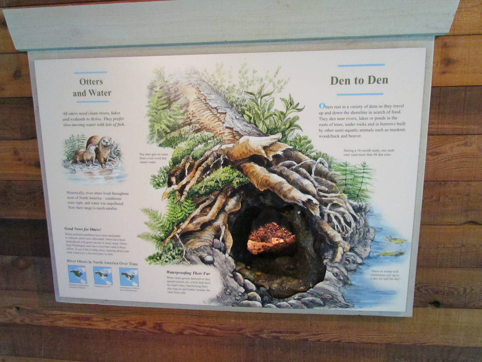 Northern Trail - River Otter Den