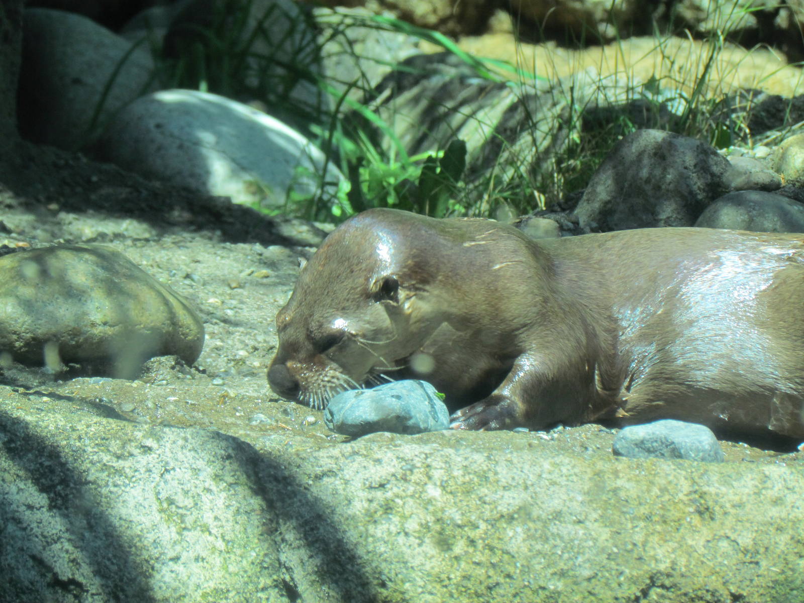 Northern Trail - River Otter