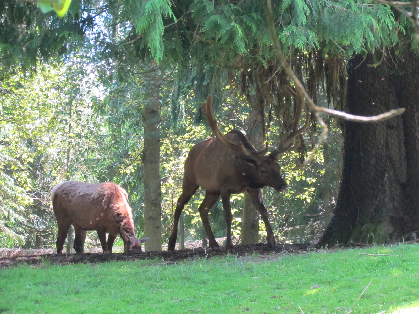 Northern Trail - Roosevelt Elk