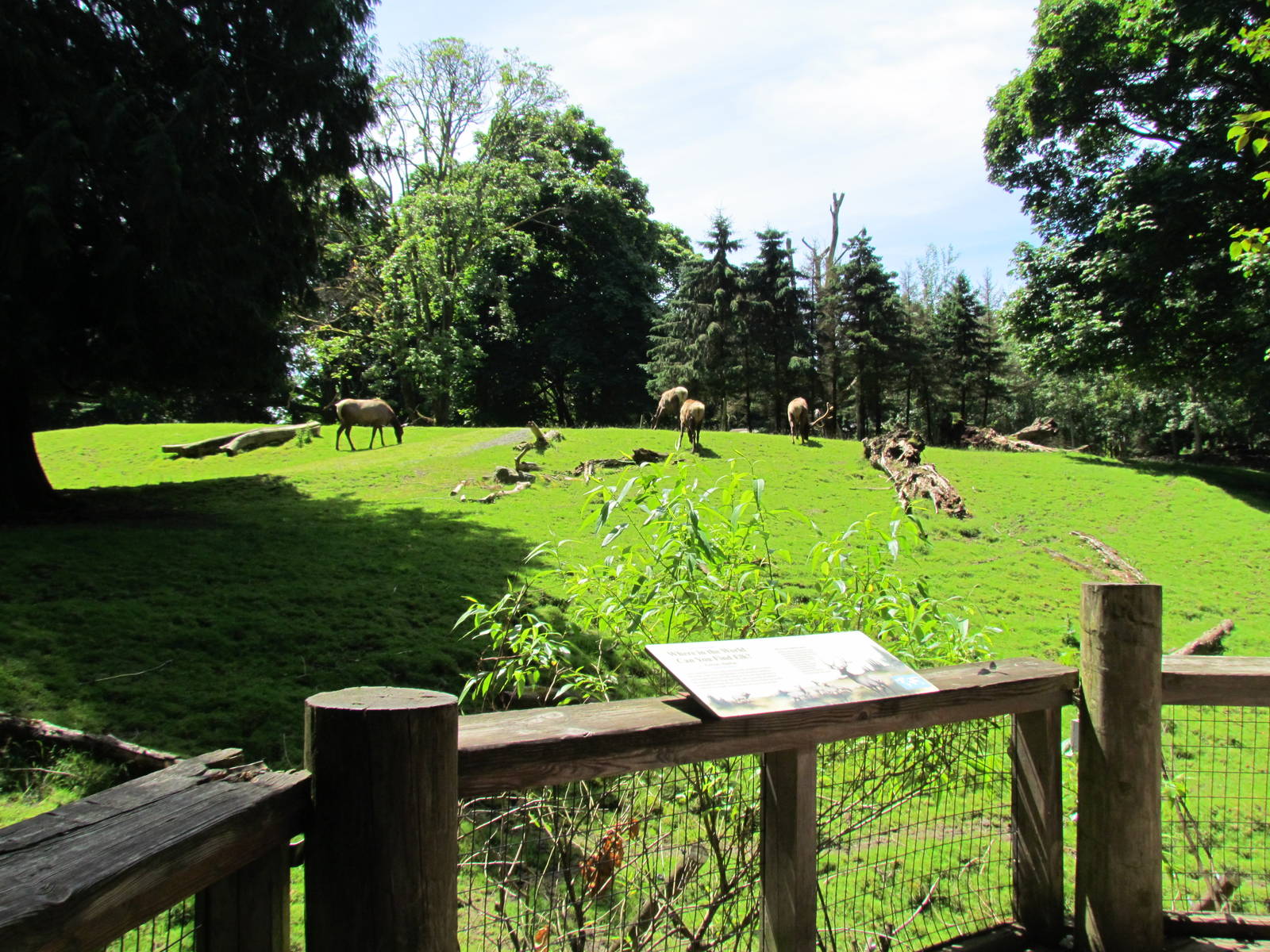Northern Trail - Roosevelt Elk