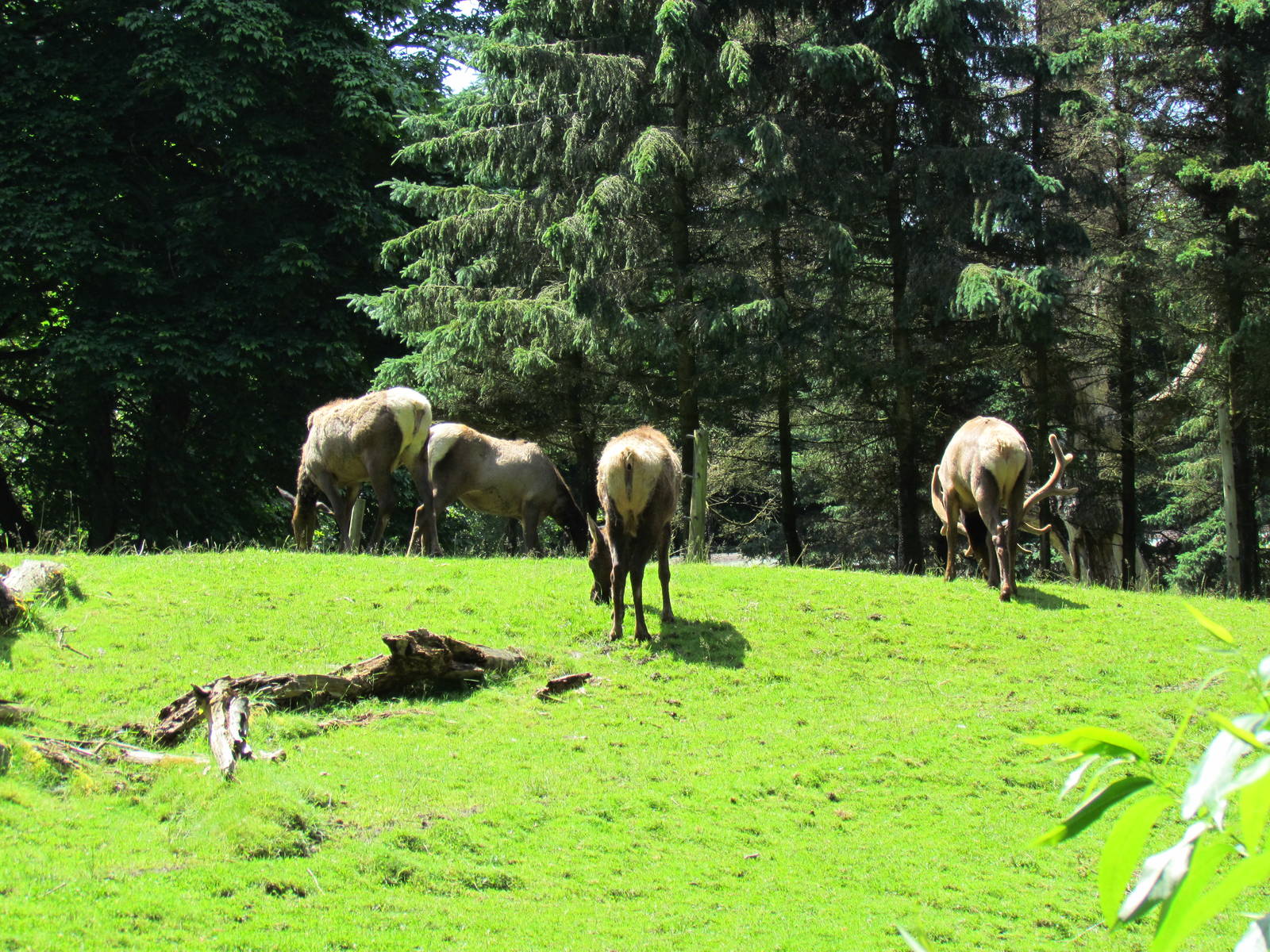 Northern Trail - Roosevelt Elk