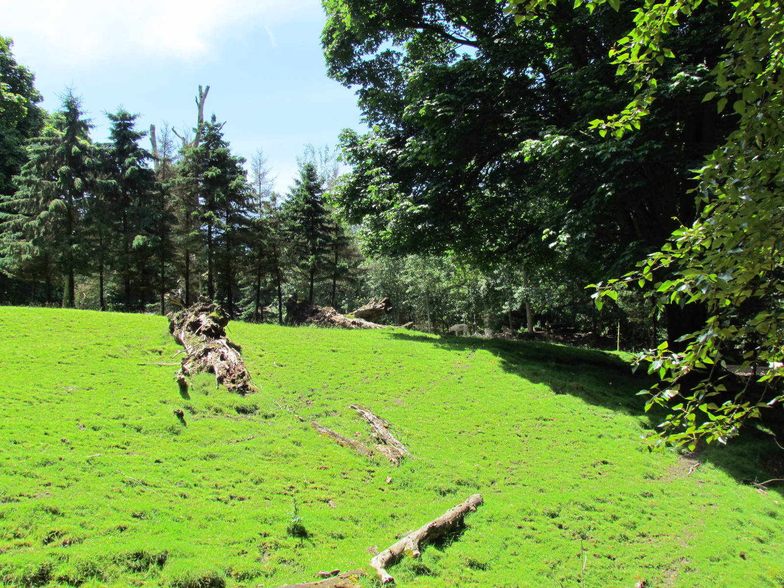 Northern Trail - Roosevelt Elk