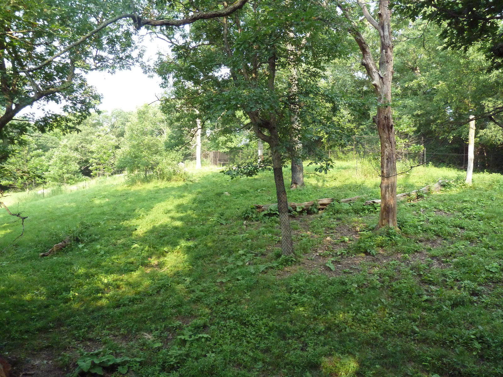 Northern Trail - Sichuan Takin Exhibit