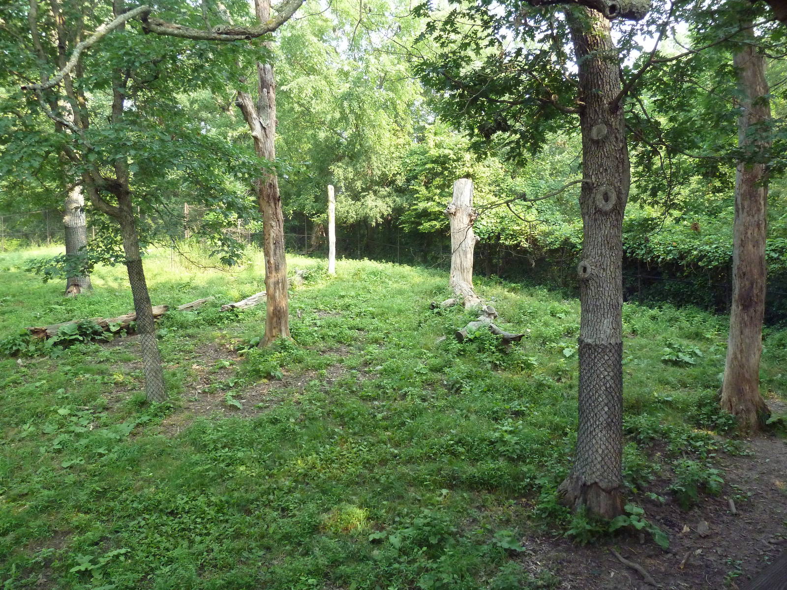 Northern Trail - Sichuan Takin Exhibit