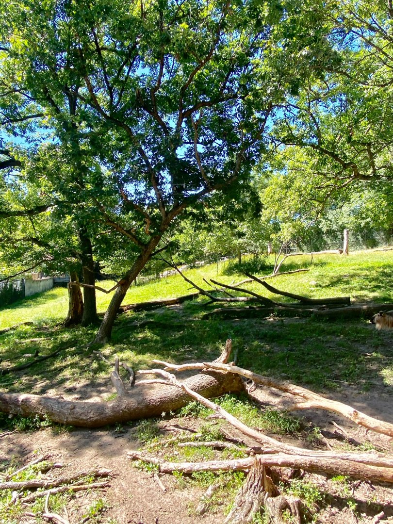 Northern trail- Sichuan takin exhibit
