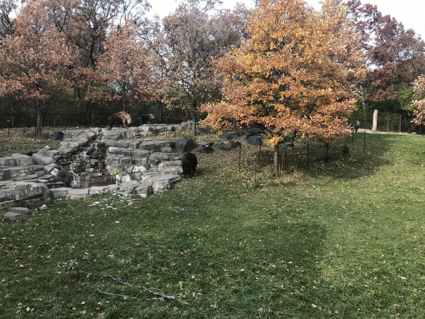 Northern Trail - Sichuan Takin Exhibit