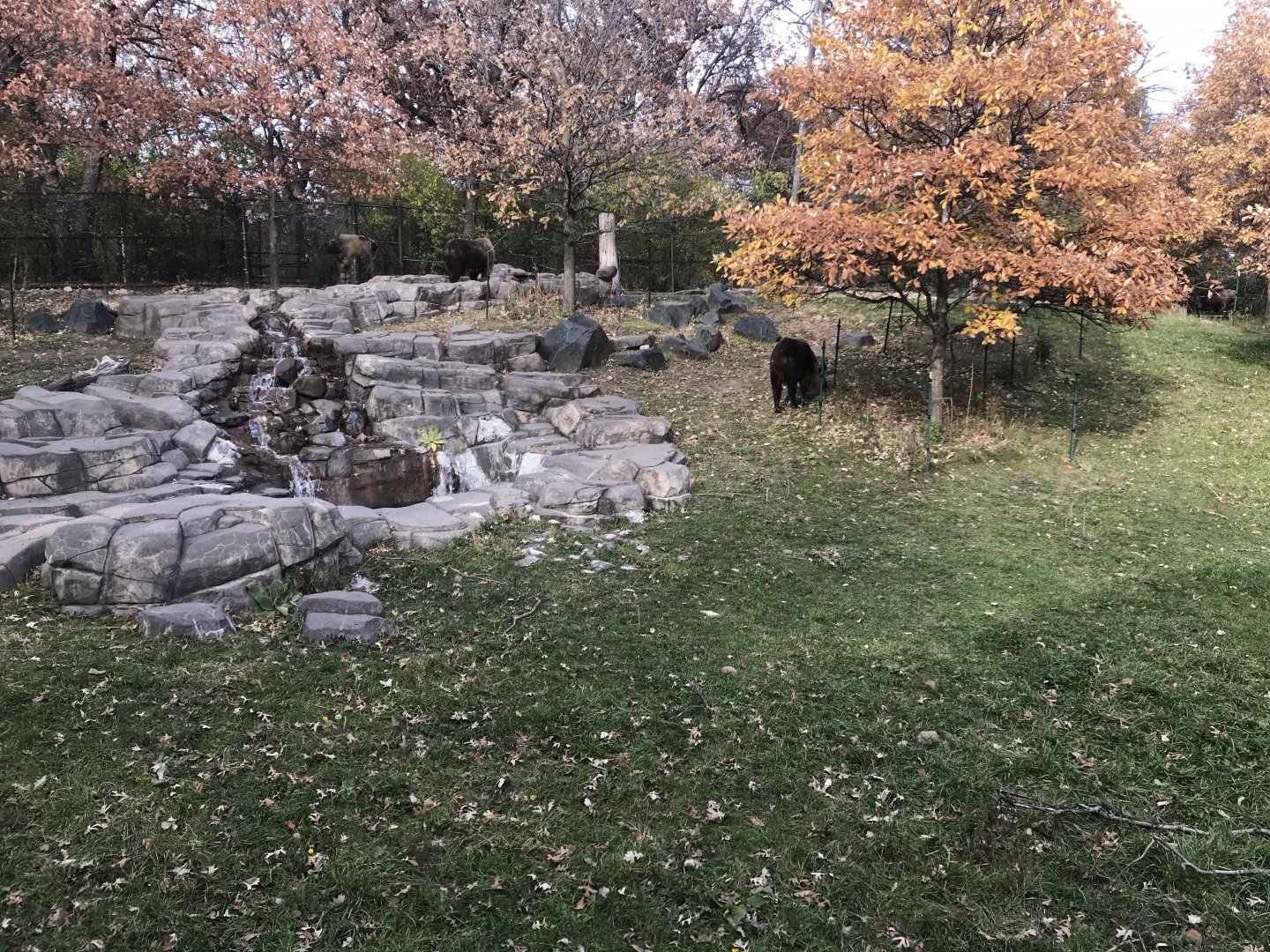 Northern Trail - Sichuan Takin Exhibit