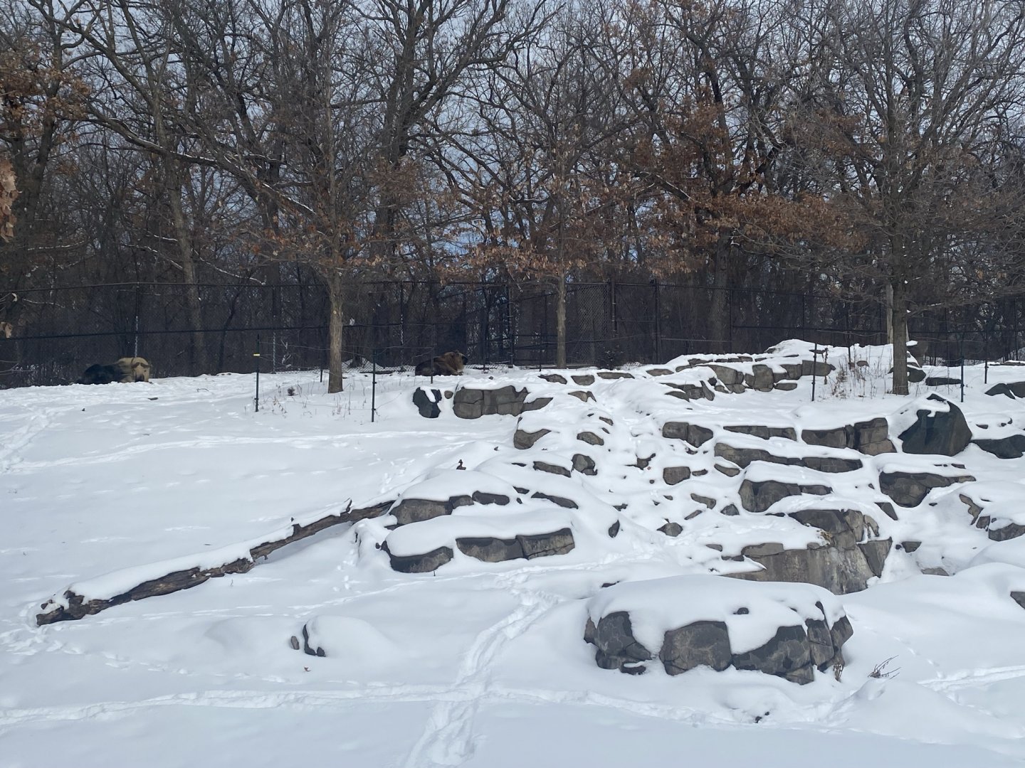 Northern Trail - Sichuan Takin Exhibit