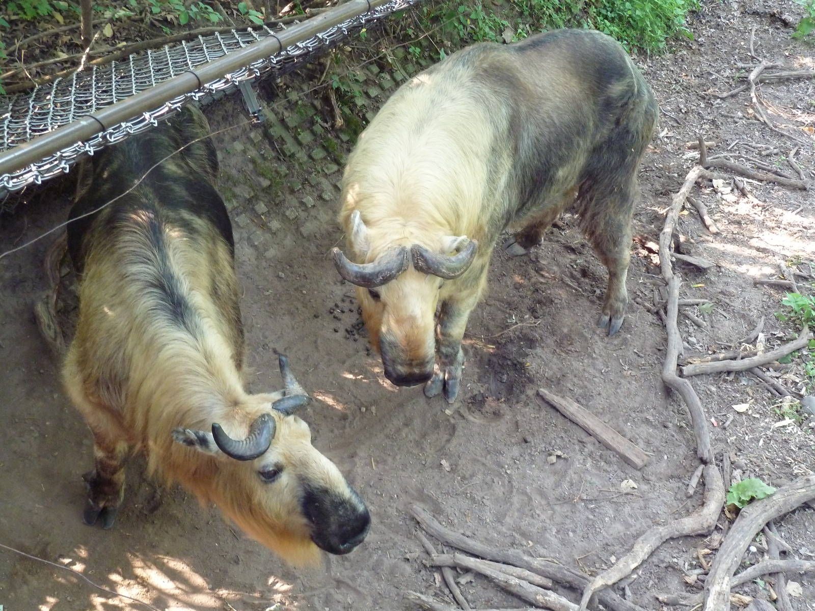 Northern Trail - Sichuan Takin