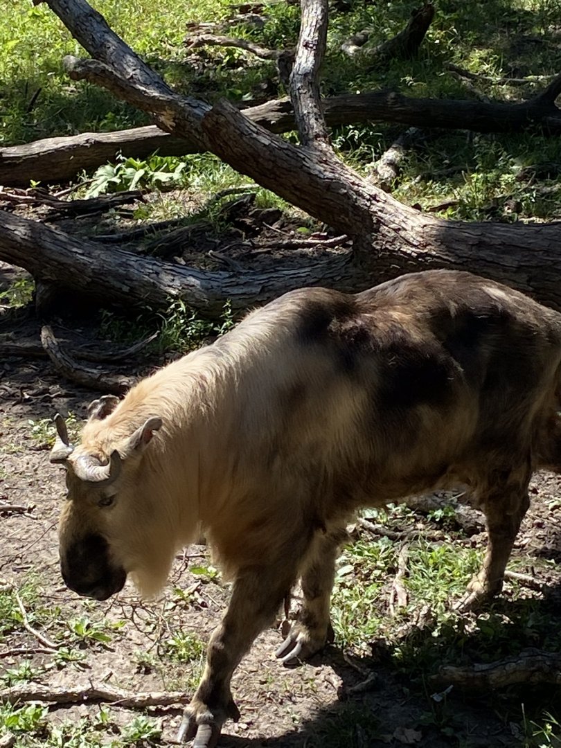 Northern trail- Sichuan takin