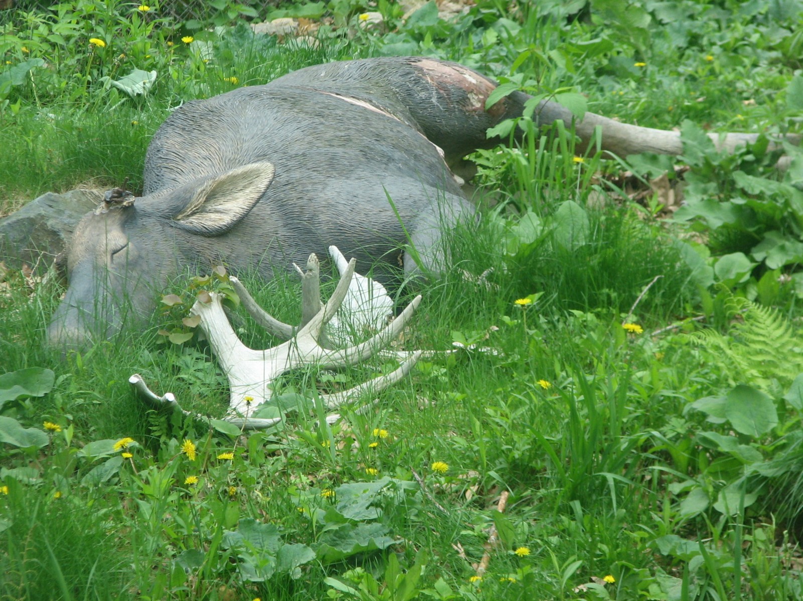 Northern Trail - Simulated Moose Carcass