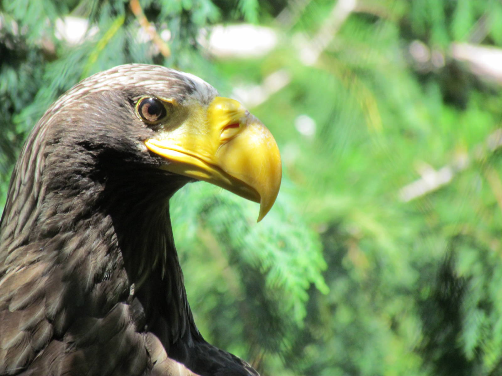 Northern Trail - Steller's Sea Eagle