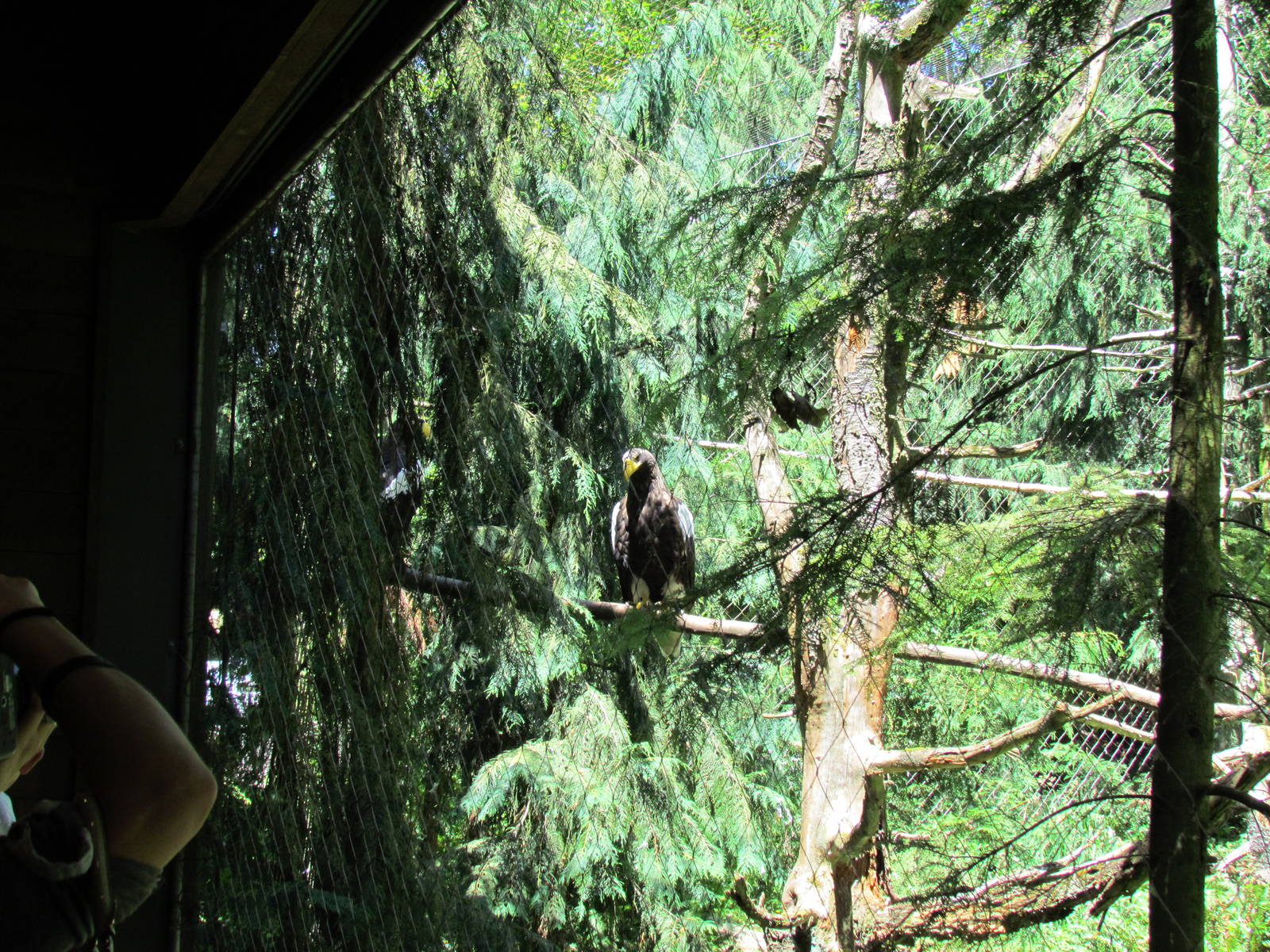 Northern Trail - Steller's Sea Eagle