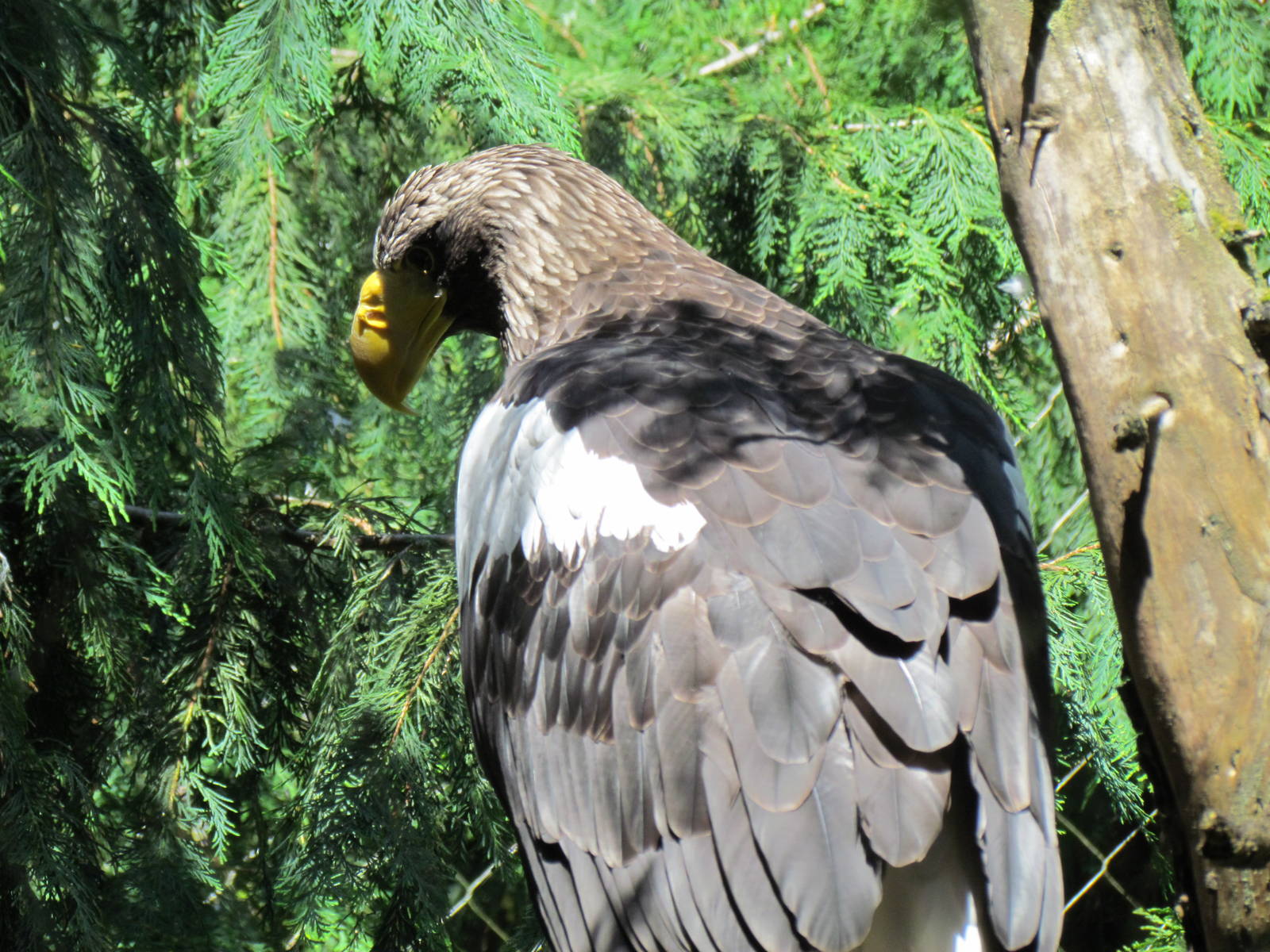 Northern Trail - Steller's Sea Eagle