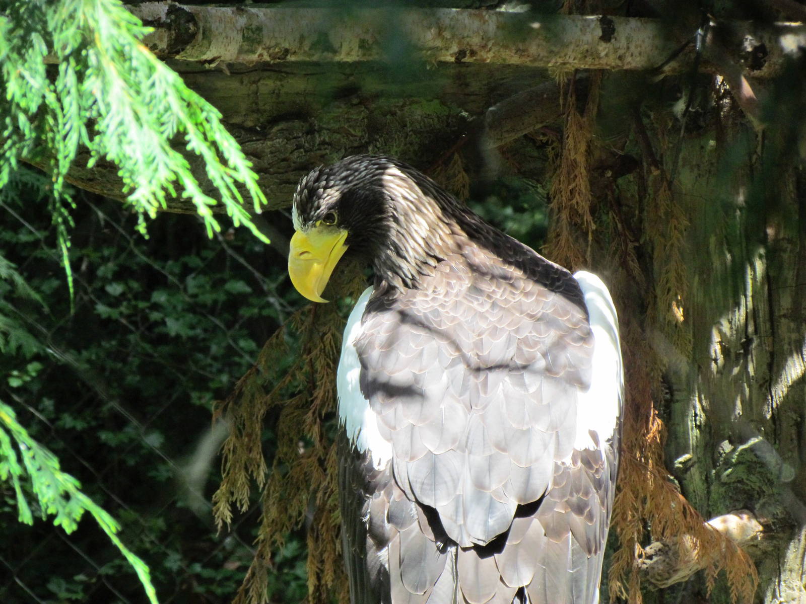 Northern Trail - Steller's Sea Eagle
