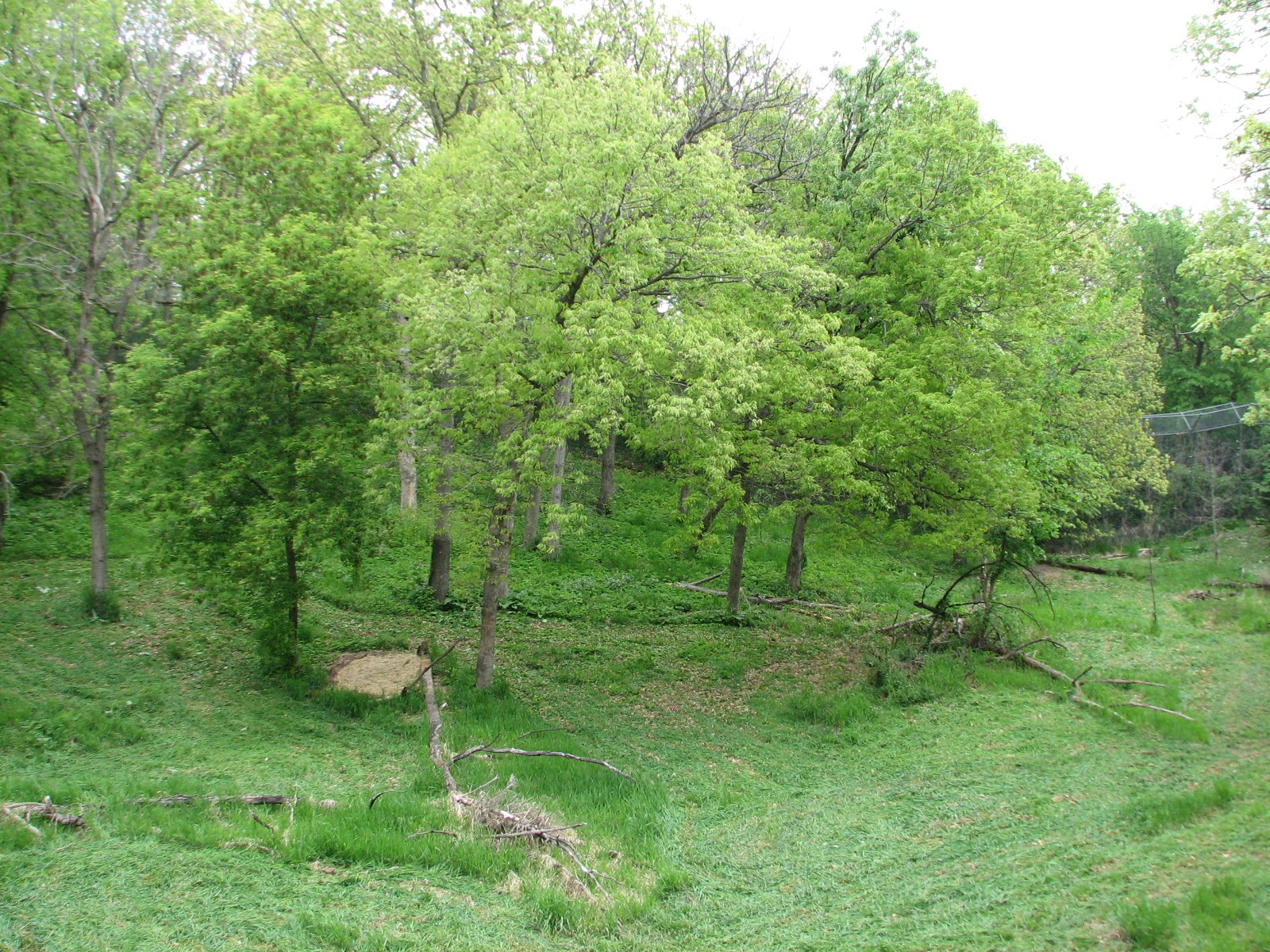 Northern Trail - Tiger Base Camp - Amur Tiger Exhibit