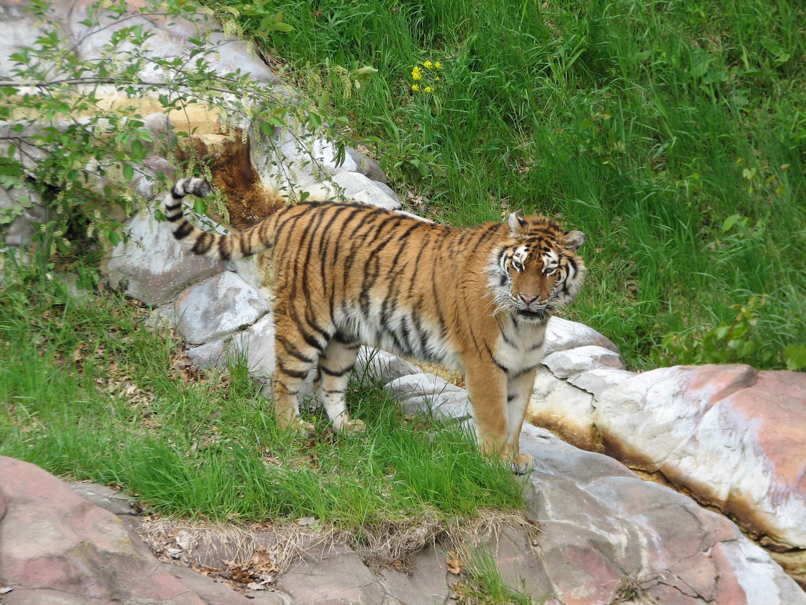 Northern Trail - Tiger Lair - Amur Tiger