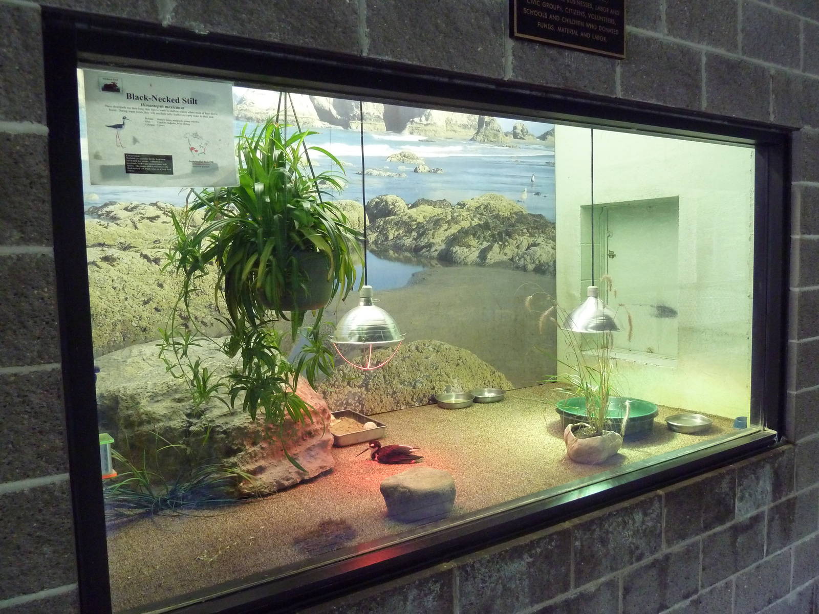 Northern Trail - Viewing Platform - Black-Necked Stilt Exhibit