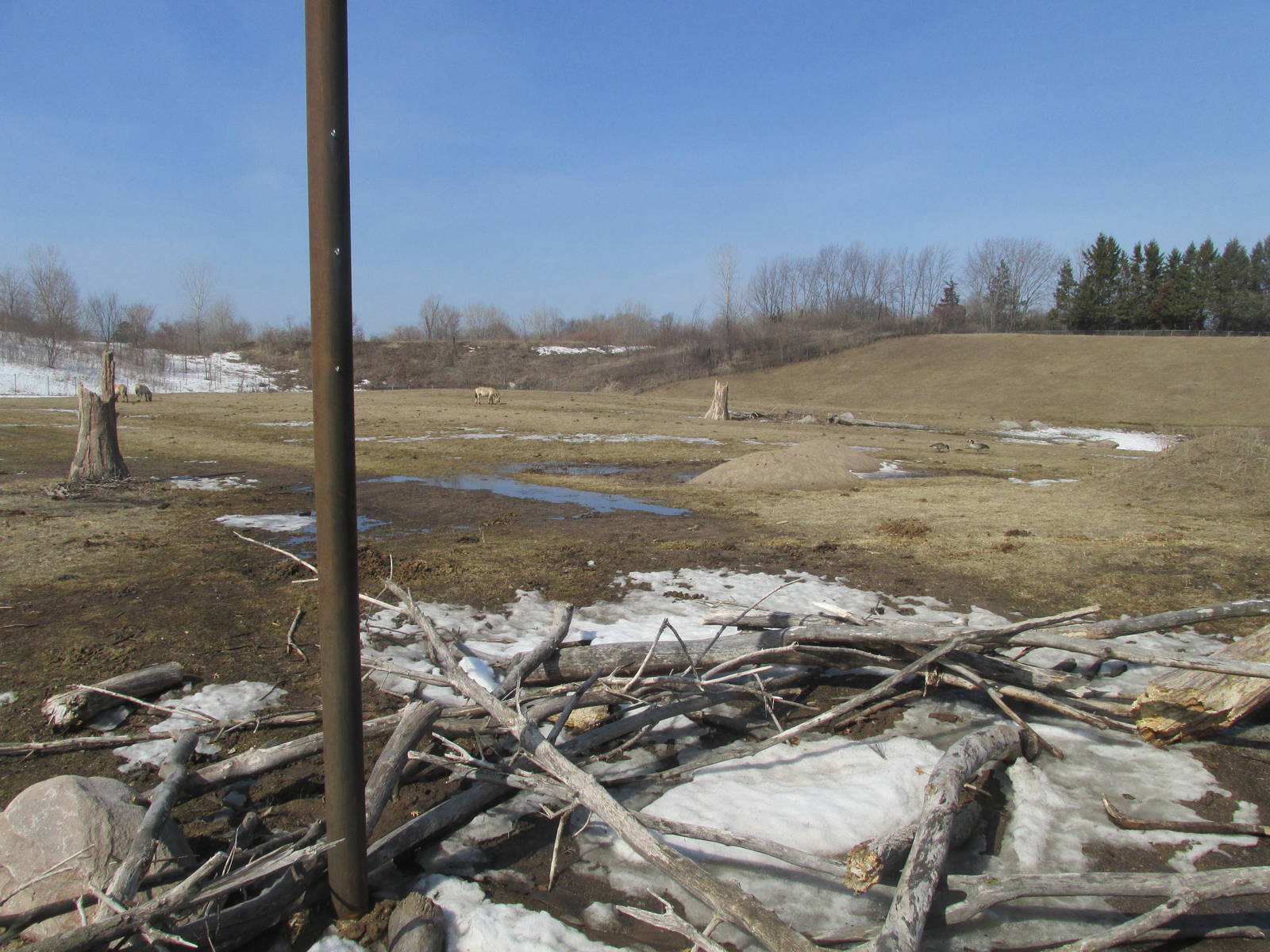 Northern Trail Wild Horse Exhibit