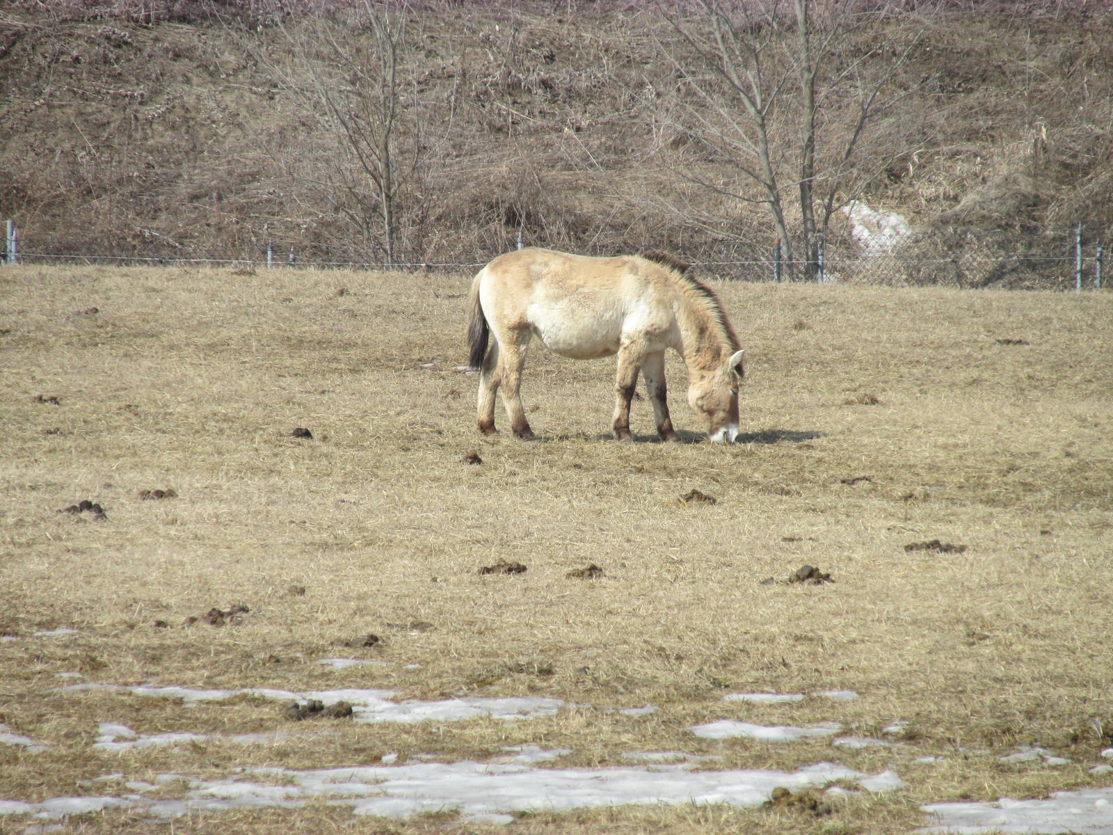 Northern Trail Wild Horse