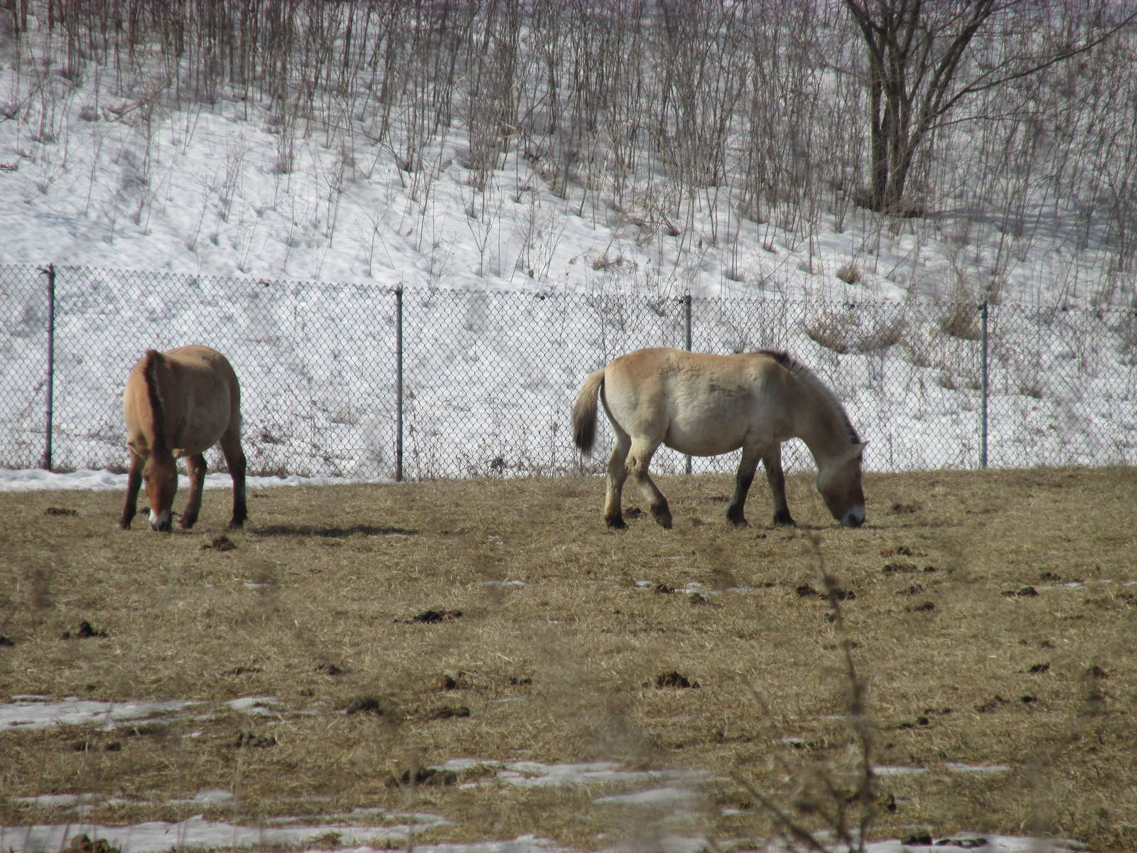 Northern Trail Wild Horse