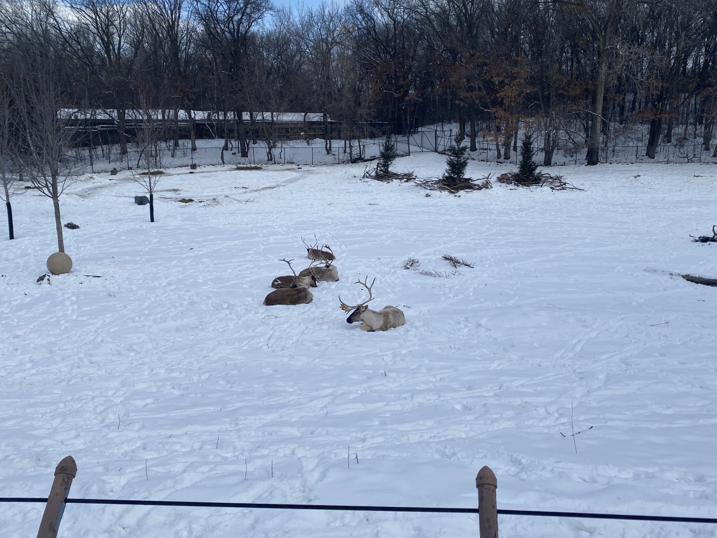 Northern Trail - Woodland Caribou/Domestic Reindeer Exhibit