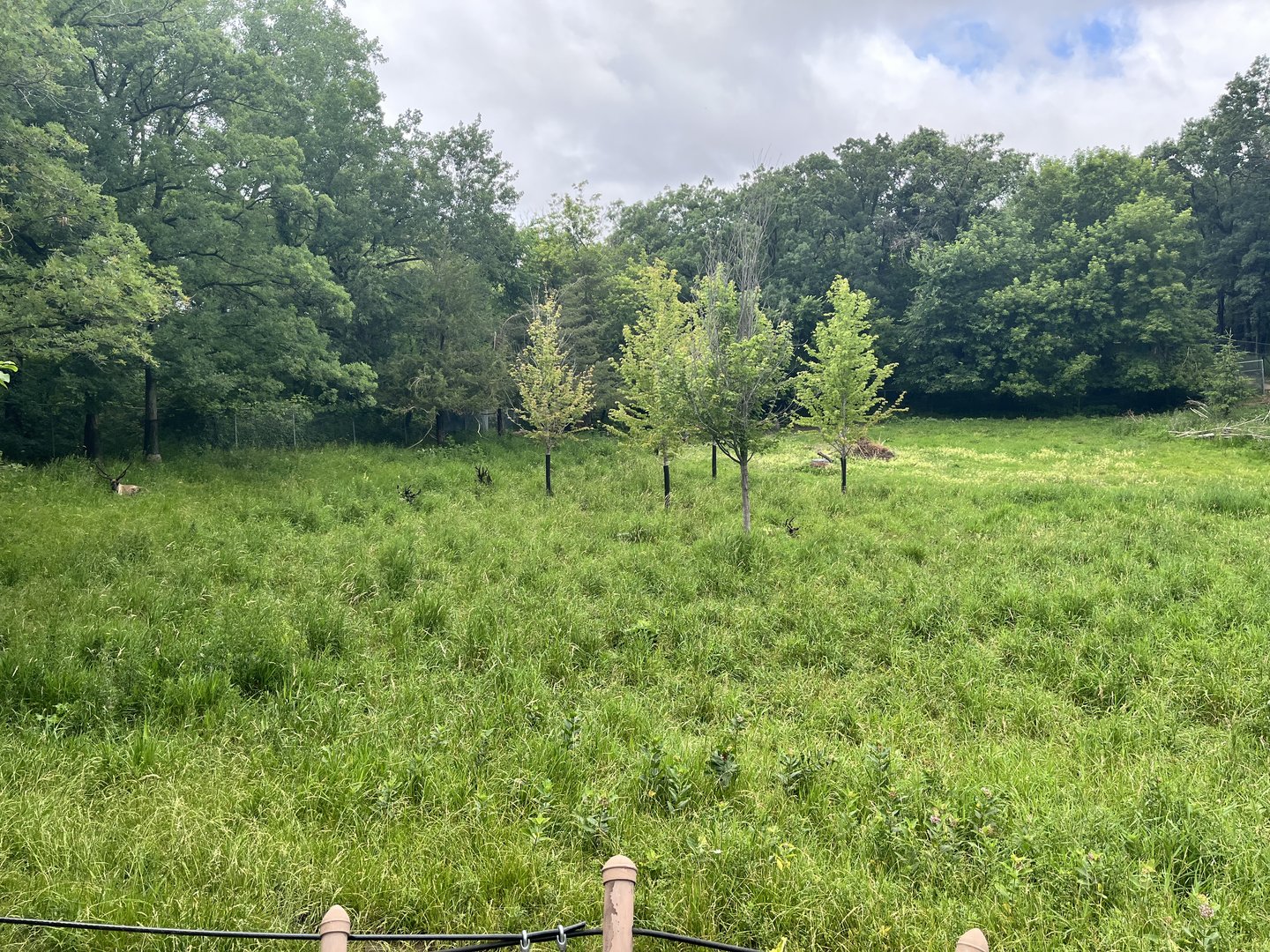 Northern Trail - Woodland Caribou Exhibit