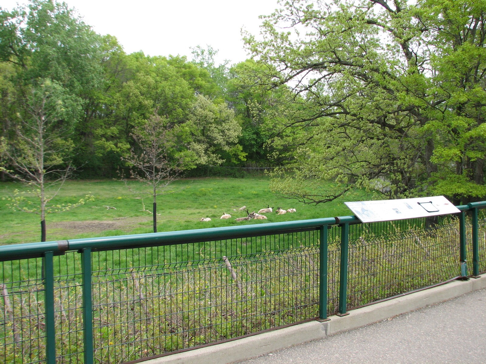 Northern Trail - Woodland Caribou Exhibit