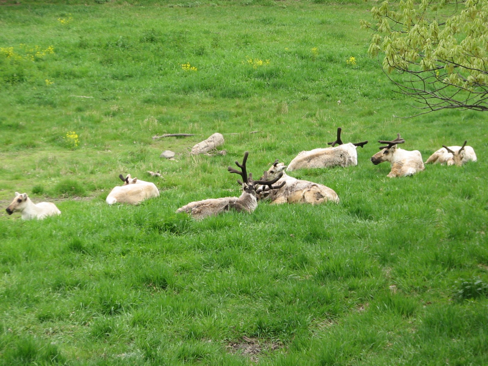Northern Trail - Woodland Caribou Exhibit