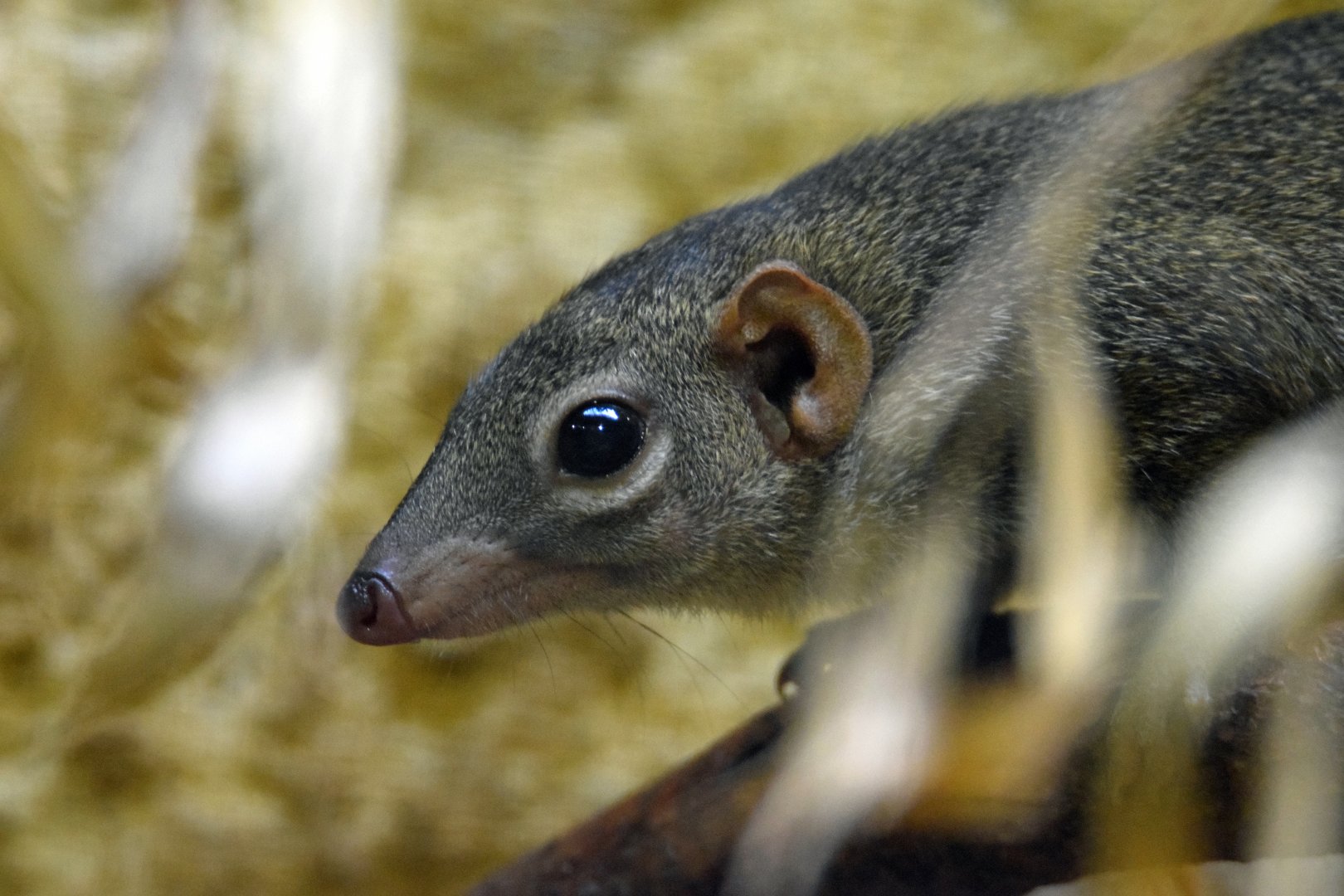 Northern tree shrew, 13.10.2019