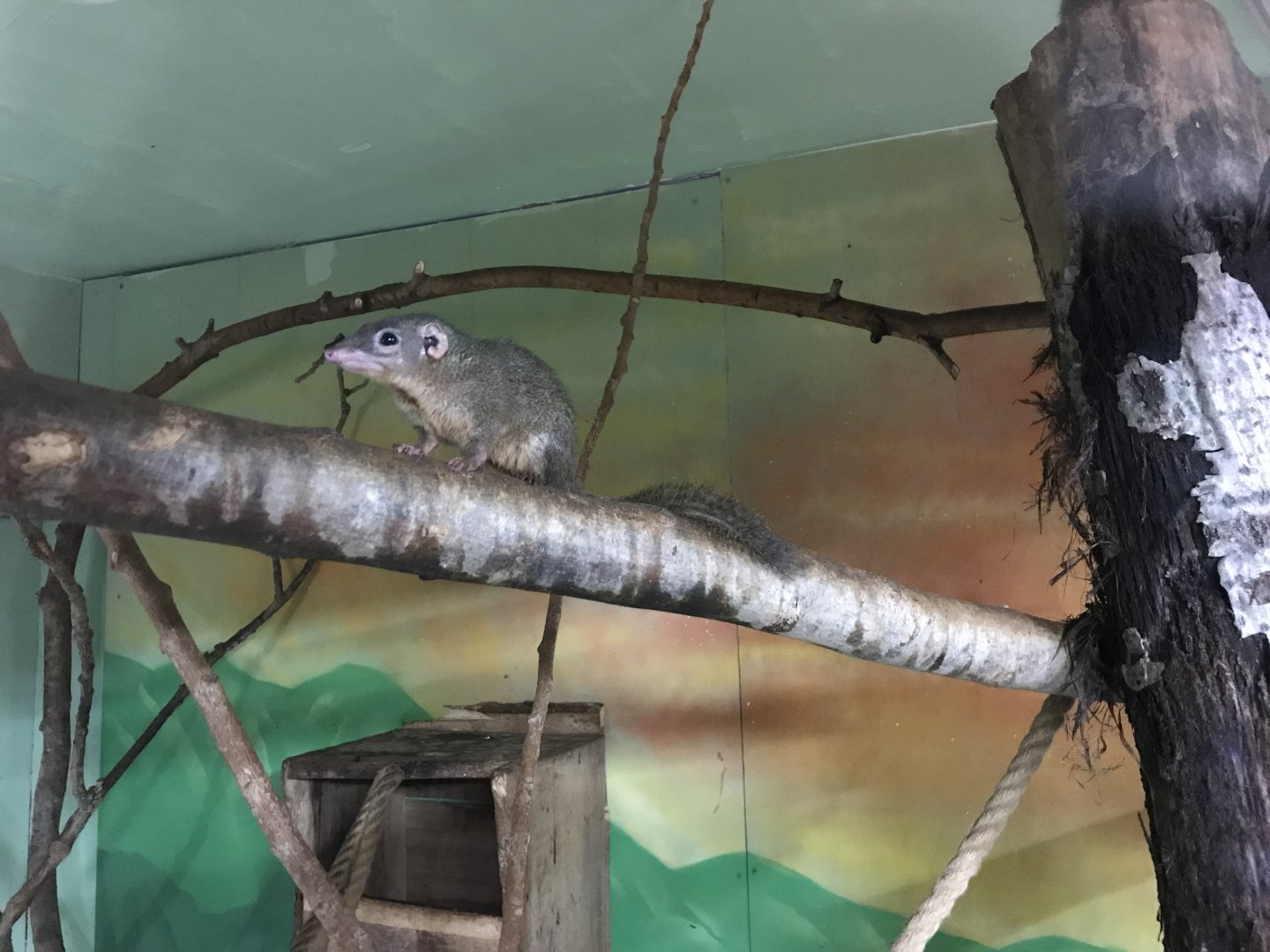 Northern tree shrew 241118
