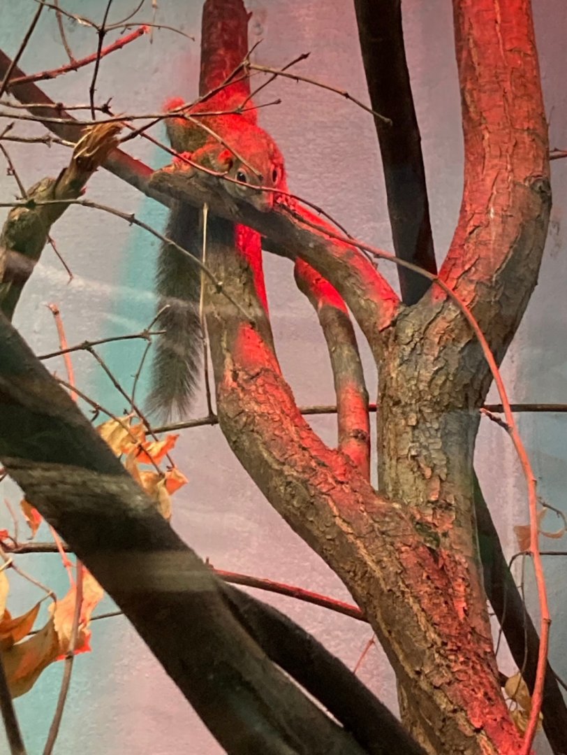 Northern Tree Shrew (4/19/24)