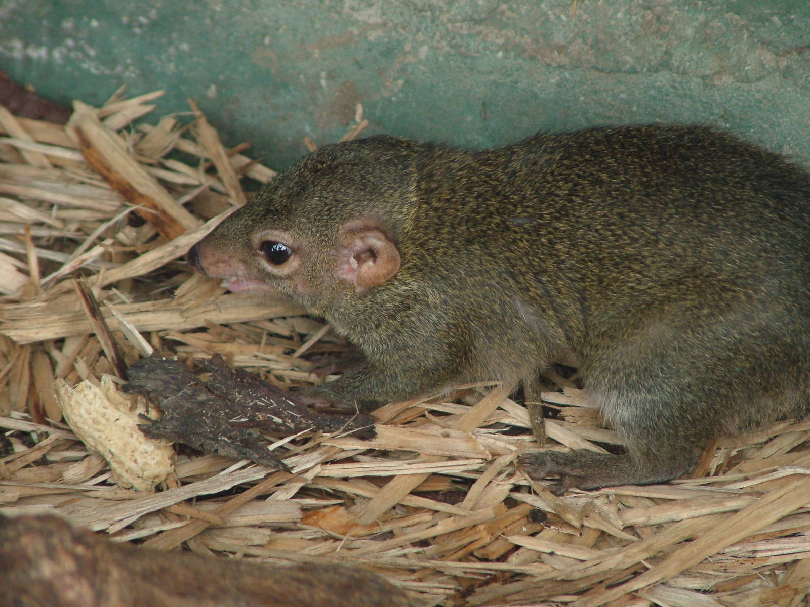 Northern Tree Shrew at Blackpool 26/03/10