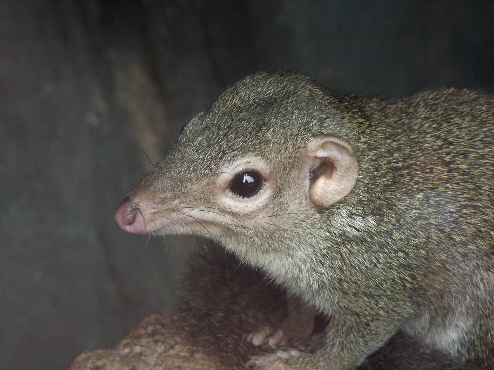 Northern tree Shrew at Blackpool zoo 16/10/11
