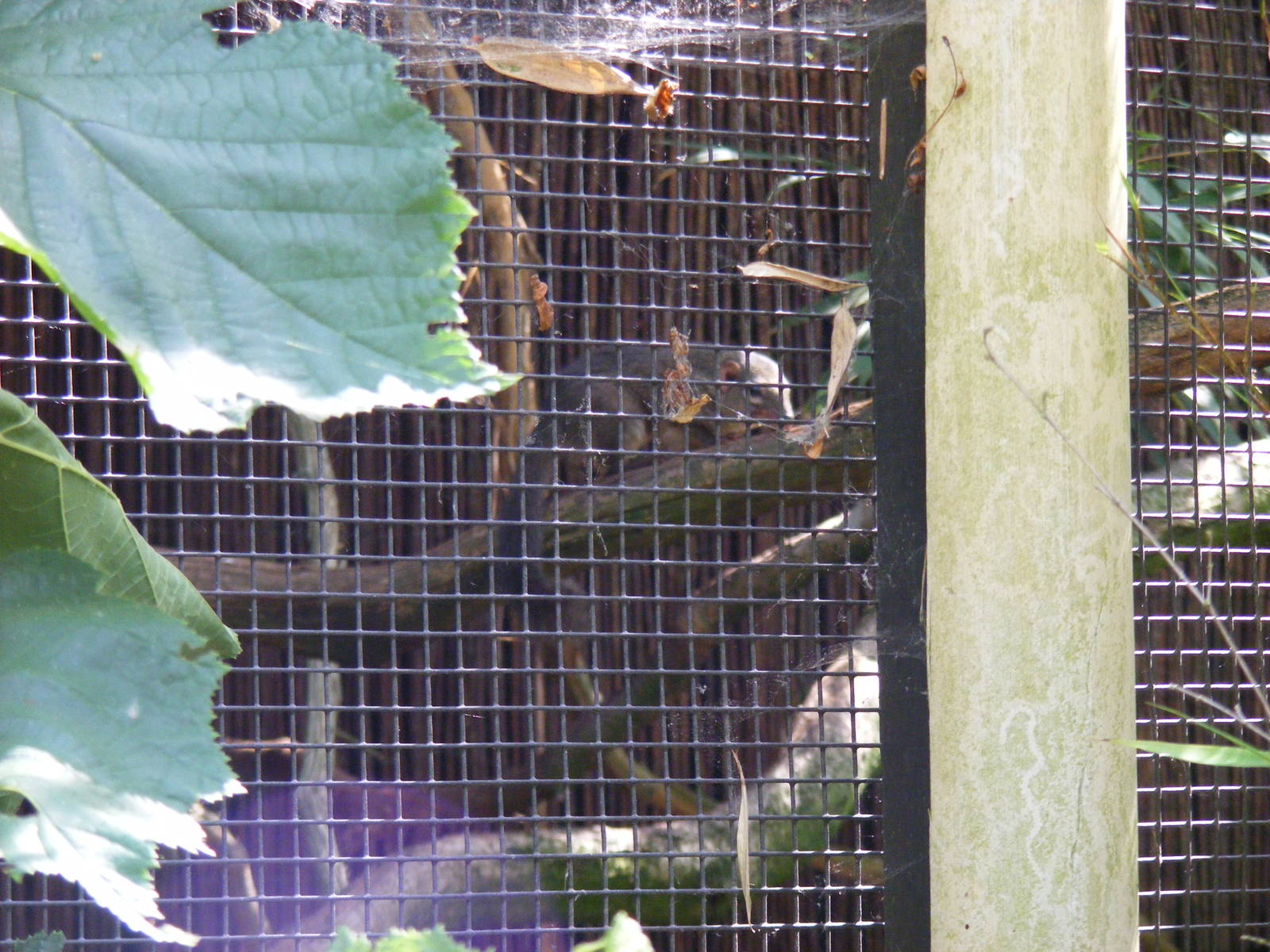 Northern tree shrew at Marwell Wildlife, 27 June 2010