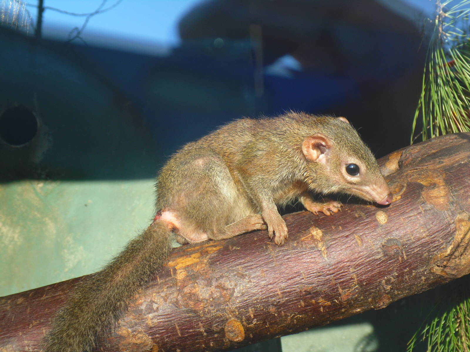 Northern Tree Shrew - Blackpool Zoo 22/10/11