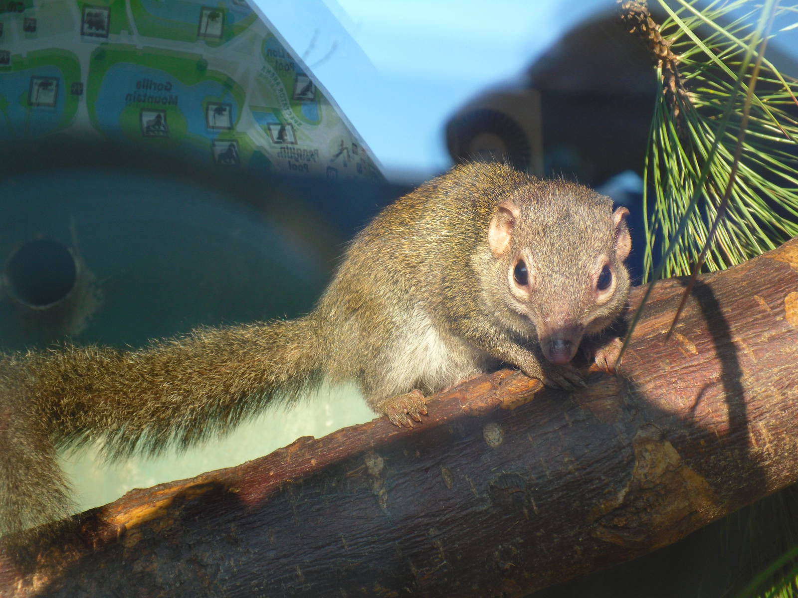 Northern Tree Shrew - Blackpool Zoo 22/10/11