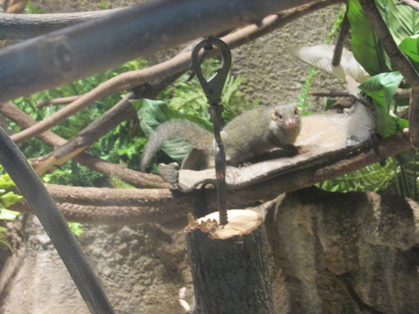 northern tree shrew brookfield zoo
